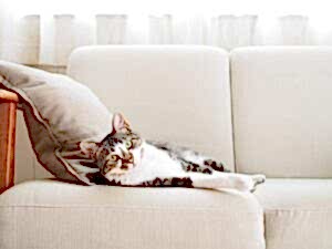 Кошка на диване