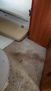 Химчистка ковра на дому